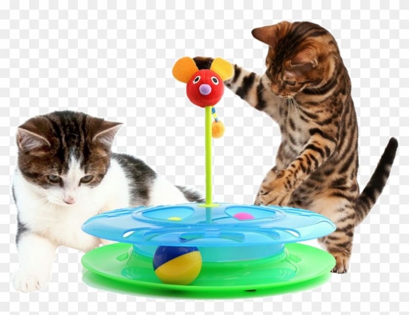 Cheese Chase Track Ball Cat Toy - Happy Cat Kitty Wave #799959