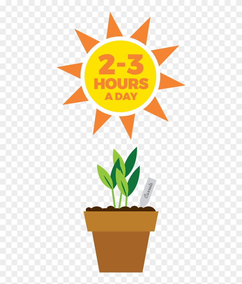 Seedlings Require 2-3 Hours Of Sunlight Daily - Sunlight #800017