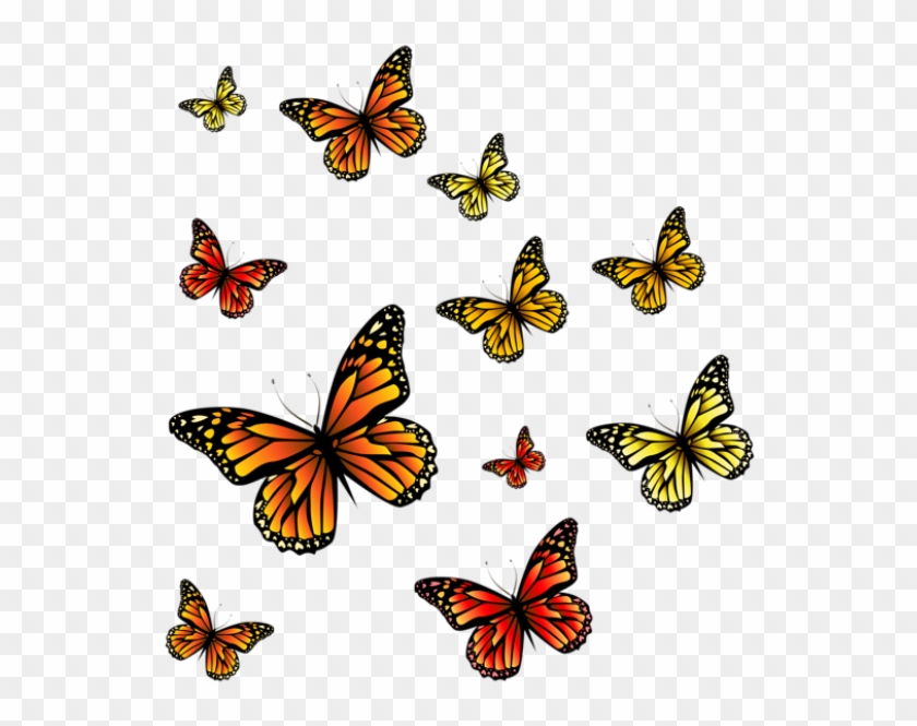 Borboletas Borboleta Laranja E Preta 3 Png - Butterflies Png #800312