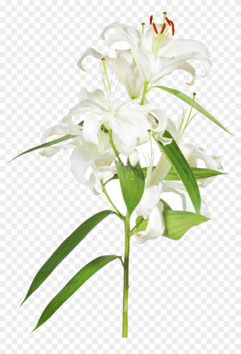 Easter Lily With Cross Clipart - Easter Lily Transparent #800317