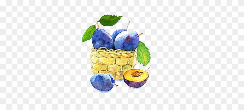 Fruit Watercolor Painting Blueberry Auglis - Fruit Watercolor Painting Blueberry Auglis #800463