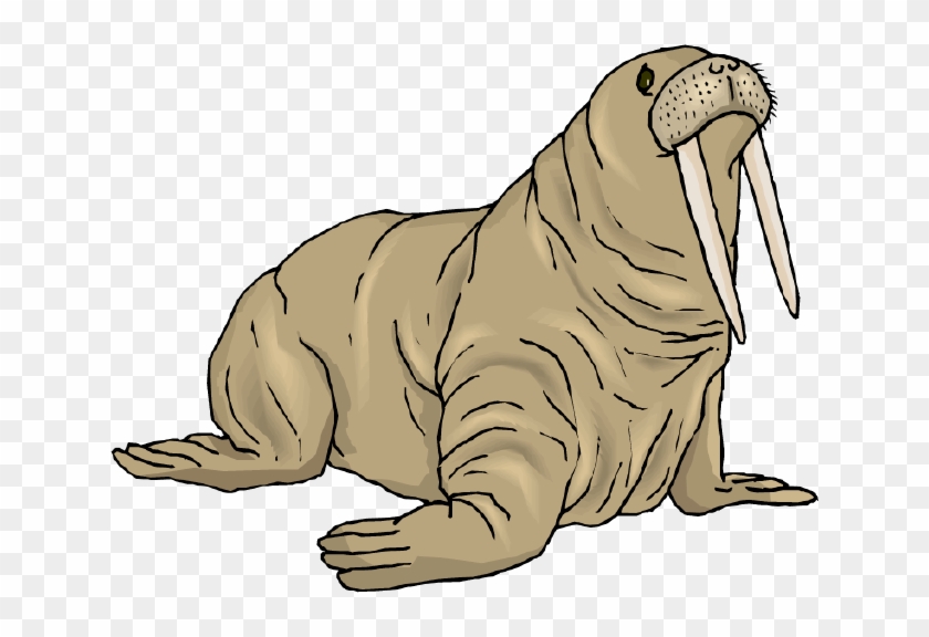 Walrus Clipart - Walrus Clip Art #800832