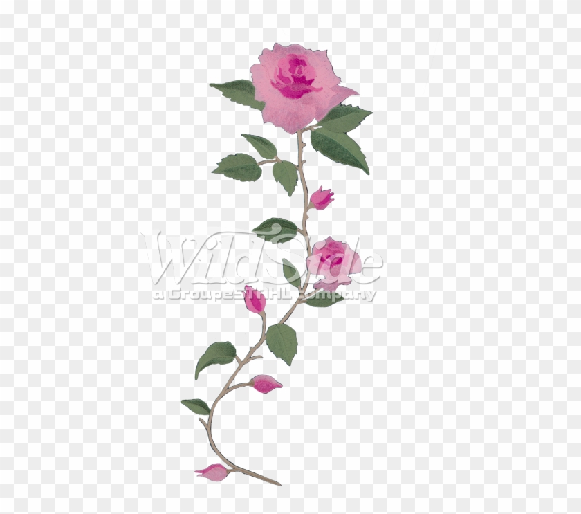 Pink Rose Long Stem #801160