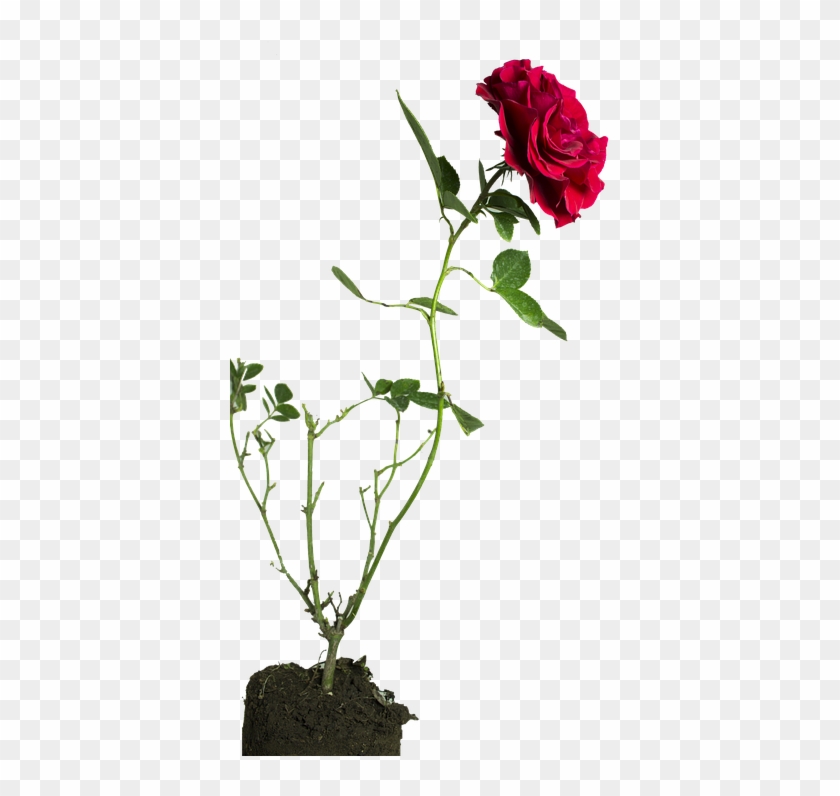 Rose, Flower, Green - Rose #801184
