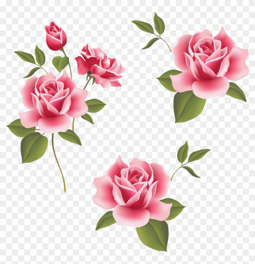 Garden Roses Beach Rose Pink Flower - Flores Rosas Em Png #801194