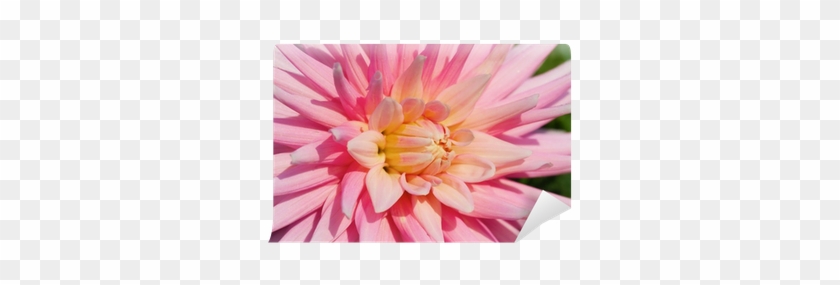 Dahlia #801294