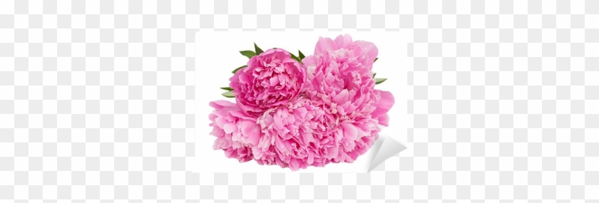 Common Peony #801305