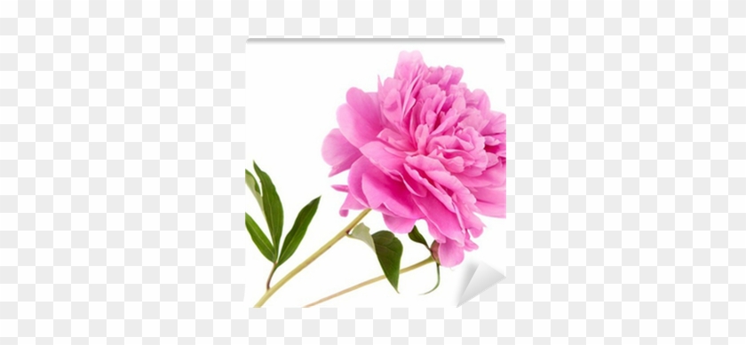 Peony #801374