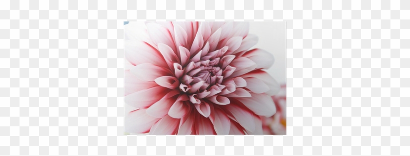 Dahlia #801379