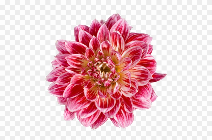 Transparent Dahlia - Flowers With White Background #801397