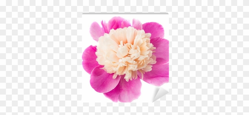 Common Peony #801464