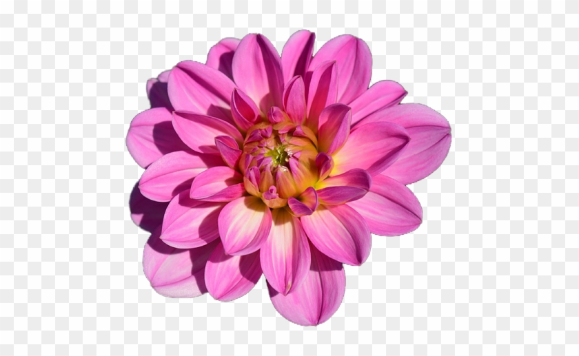 Dahlia Flower Blossom Bloom Pink Transpare - Flower #801481