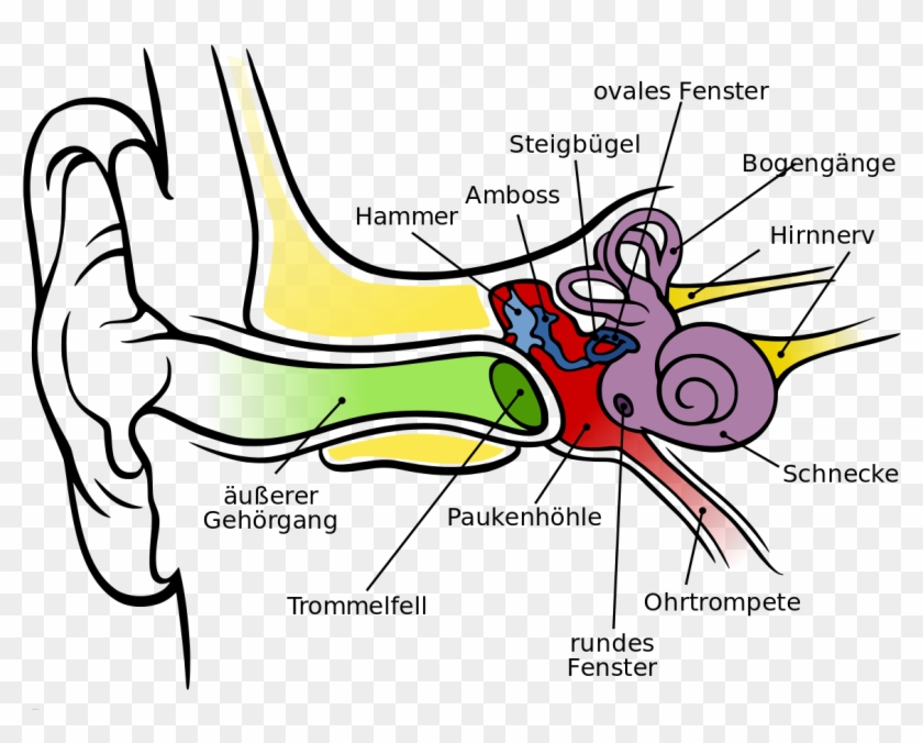 Anatomy Of The Ear Ks2 - Anatomy Of The Human Ear #801534
