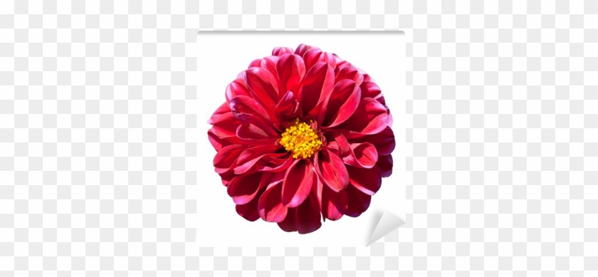 Red Dahlia Flower With Yellow Center Isolated Wall - Dahlia #801552