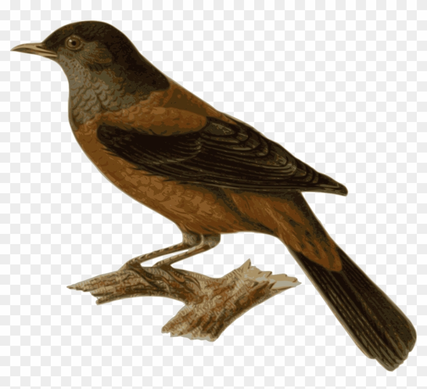 Bird Animal Sitting Feathers Png Image - Bird Perching Transparent #801553