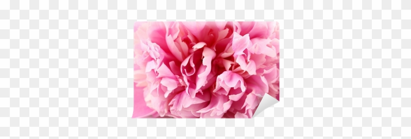 Peony #801556