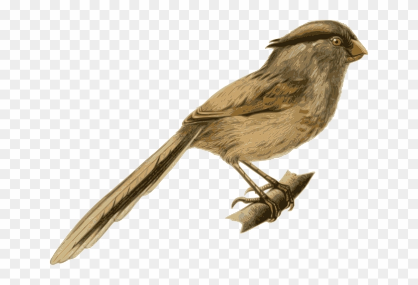 Branch Bird, Feathers, Animal, Brown, Sitting, Twig, - Bird #801558