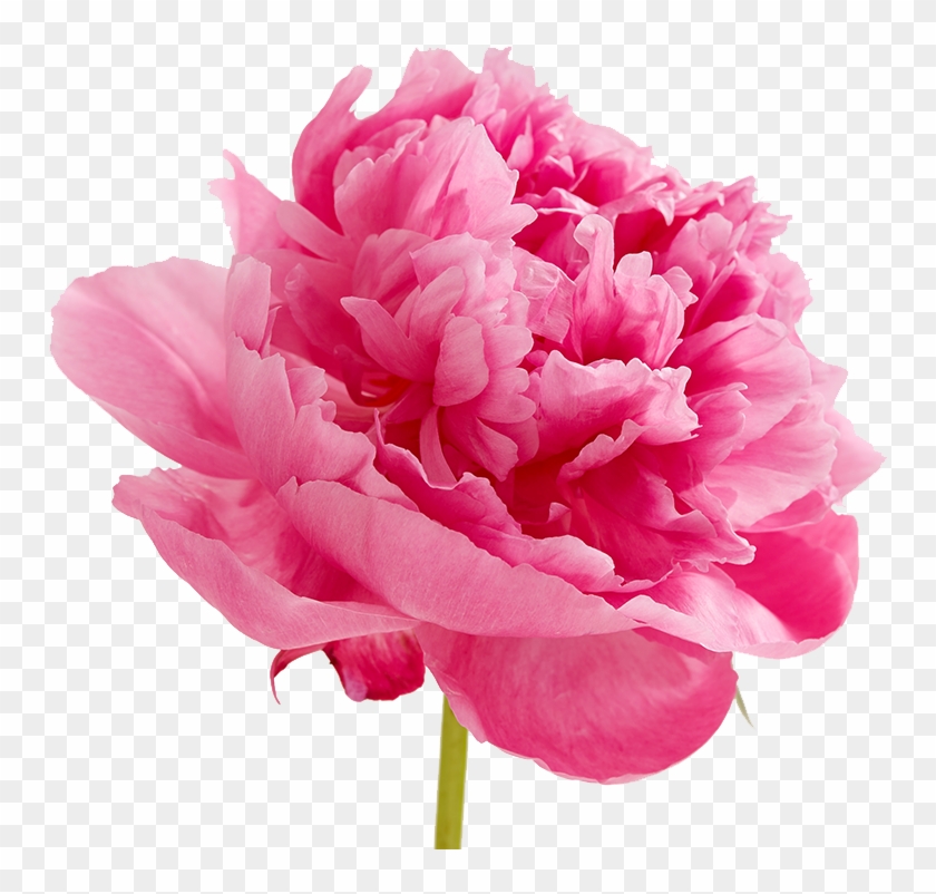 Peonies Png Image - Valentines Day Flowers Quotes - Free Transparent PNG  Clipart Images Download