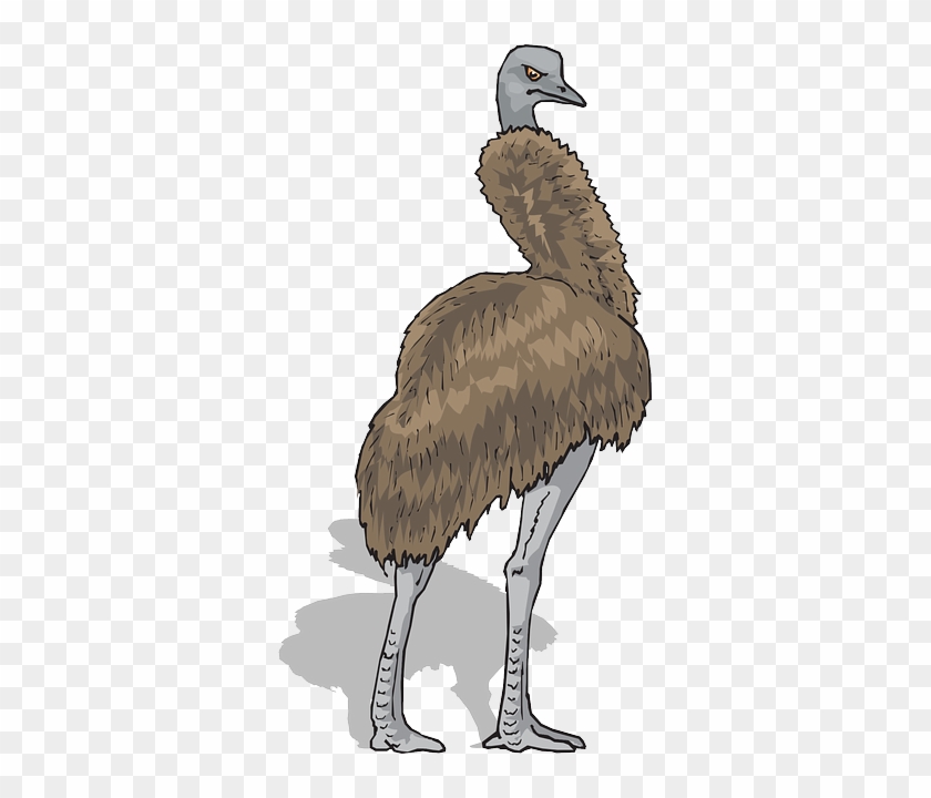Emu Brown, Shadow, Bird, Standing, Feathers, Emu - Common Ostrich #801564