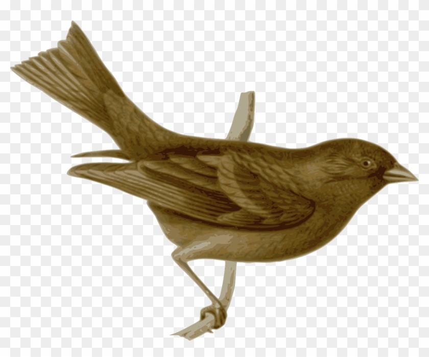 Bird Feathers Animal Brown Png Image - Ashton Wall Décor Llc 'french Birds Ii' Framed Painting #801580