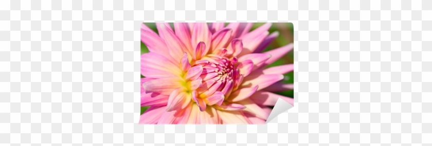 Dahlia #801575