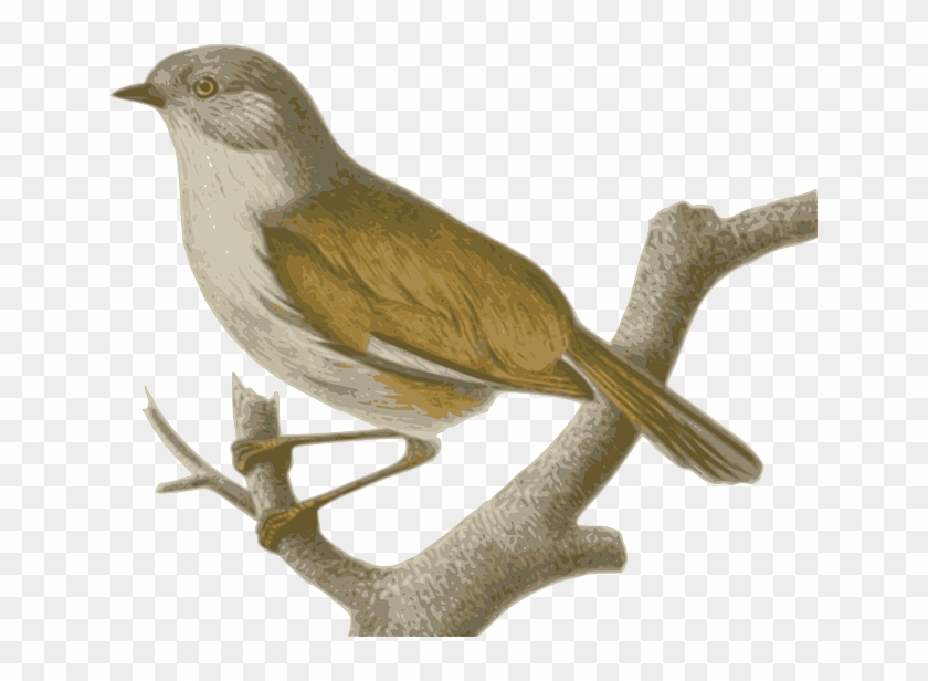 Bird, Feathers, Animal, Brown, Sitting, Twig - Pajaro La Cola Roja #801591