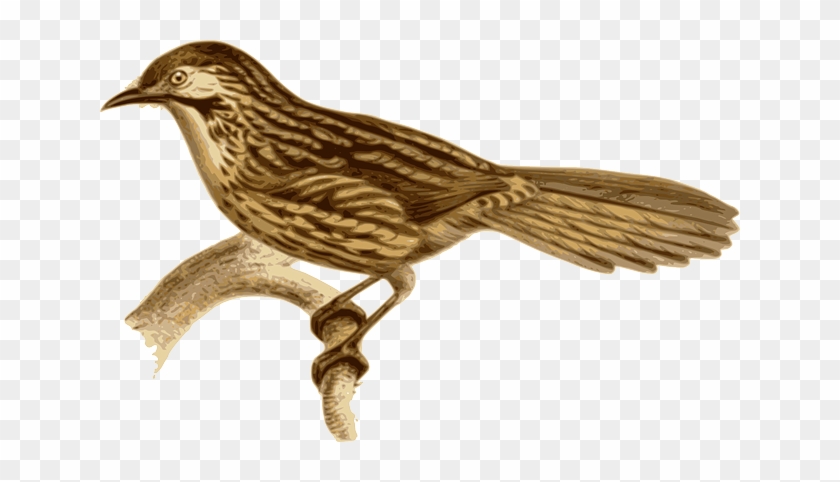 Branch Bird, Feathers, Animal, Brown, Sitting, Twig, - Babax Lanceolatus #801593