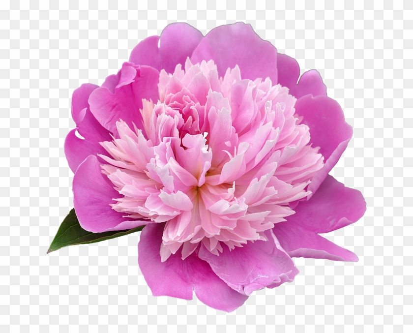 Png, Pentecost, Peony, Flower - Peony Png #801643