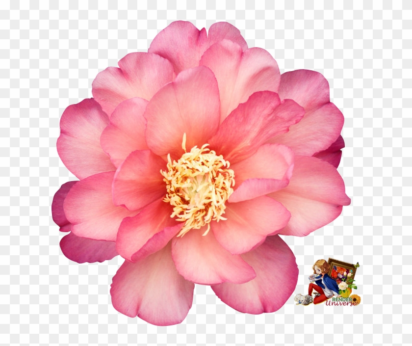 Peony #801650