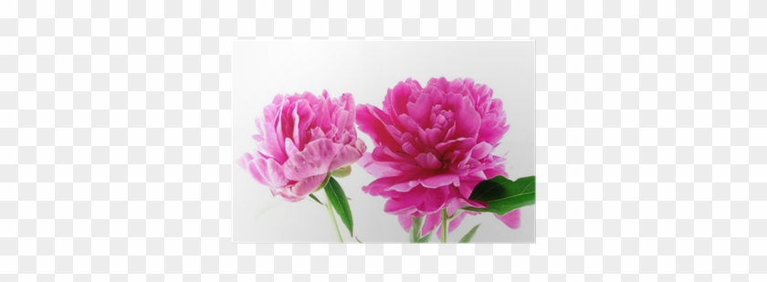 Common Peony #801653