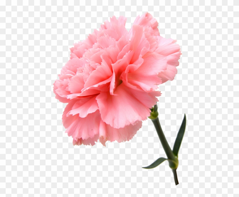 Greeks - Carnation #801662