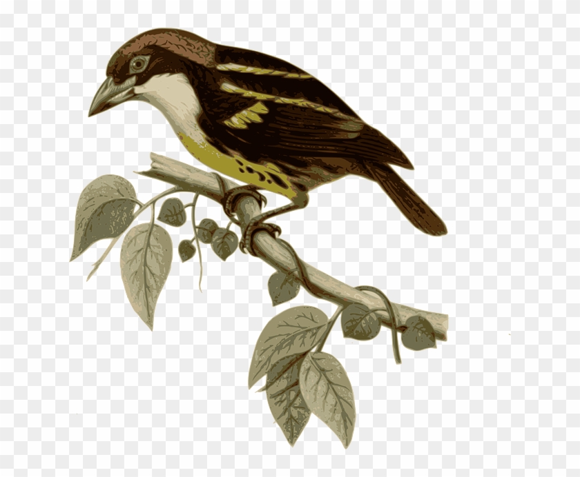 Branch Bird, Feathers, Animal, Brown, Sitting, Twig, - Capito Quinticolor #801679