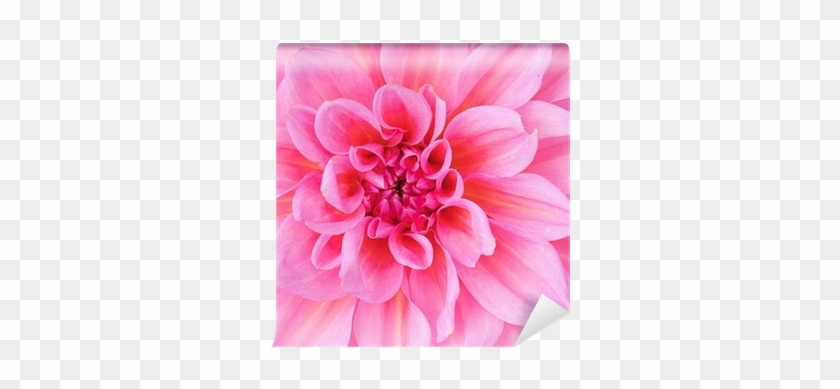 Dahlia #801685