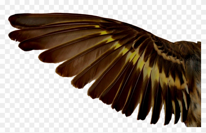 Brown Wings - Google Search - Brown Wings Png #801686