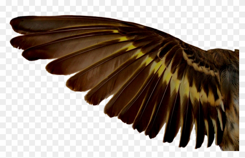 Brown Wings - Google Search - Brown Wings Png #801686