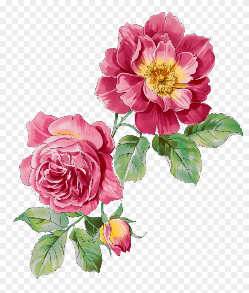 Moutan Peony Paeonia Rockii Clip Art - Moutan Peony Paeonia Rockii Clip Art #801776