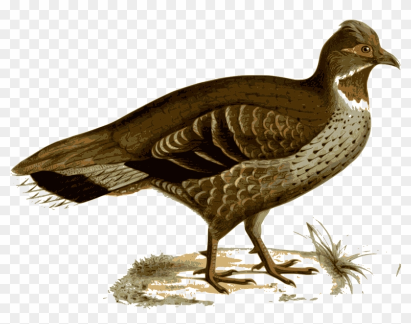 Pheasant Bird Animal Feathers Png Image - ไก่ฟ้า Png #801725