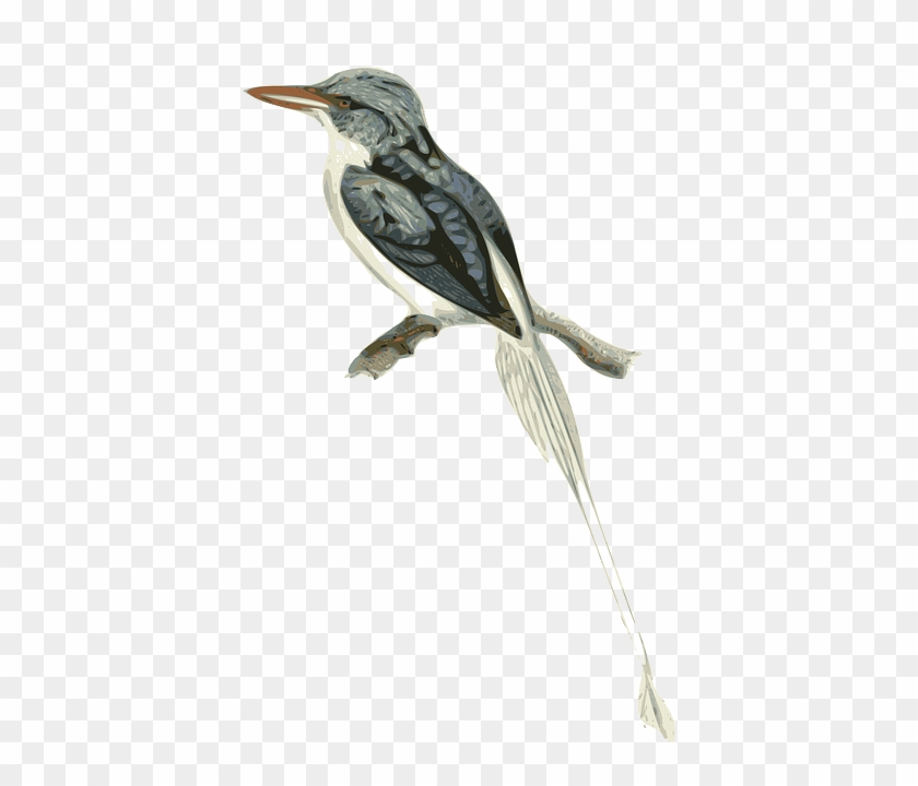 Beak Bird, Animal, Twig, Sitting, Brown, Beak - Transparent Branch Bird Clipart #801736