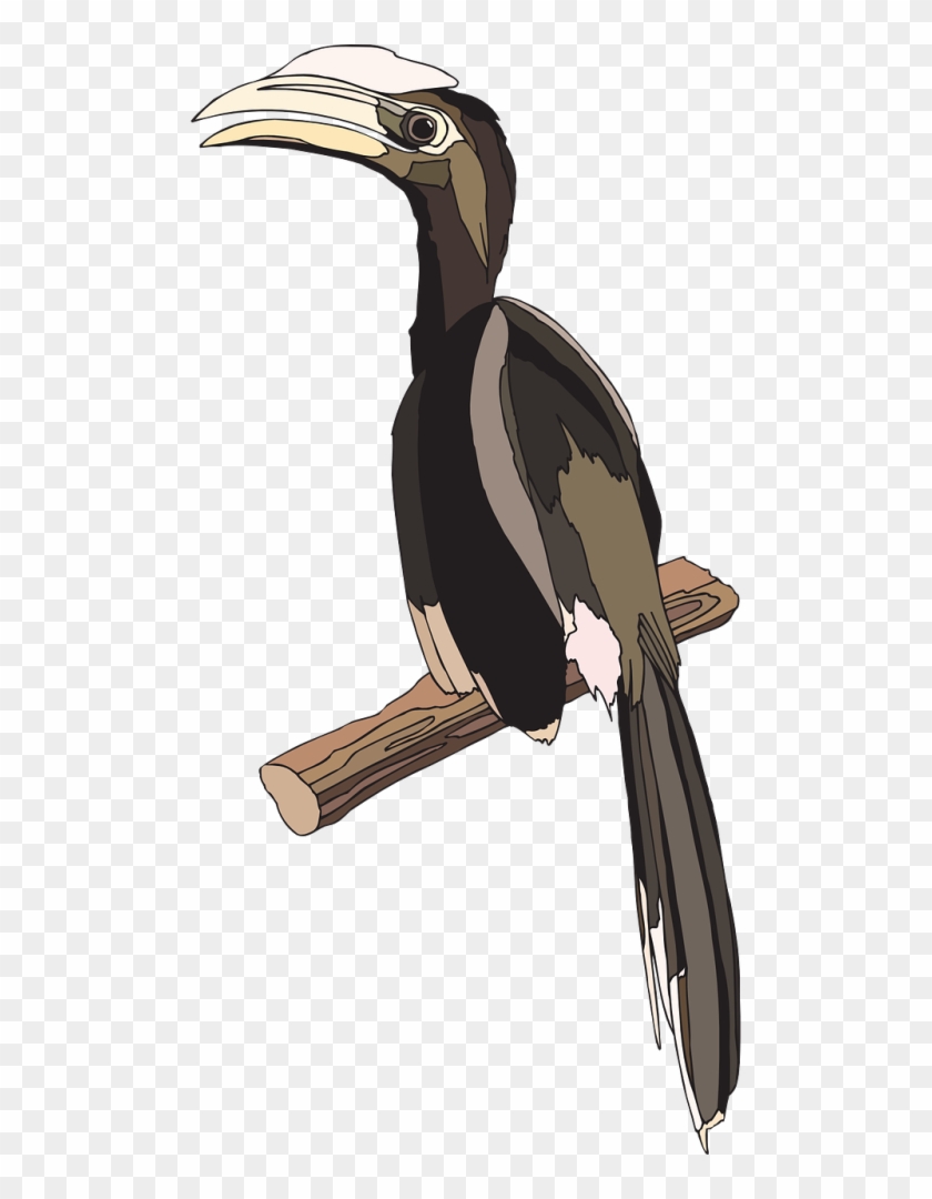 Breed Bird, Branch, Wings, Feathers, Perched, Breed - Hornbill #801738