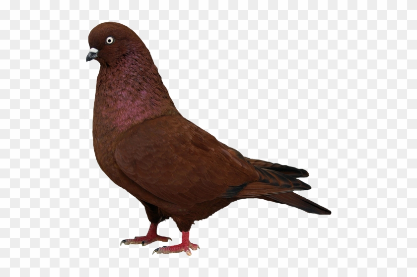 Tippler - Bronze Pigeon #801740