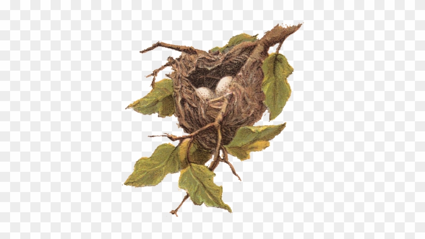 If You Find Your Nest Empty, Or The Baby Bird Is "trying - Bird Nest Clip Art #801742