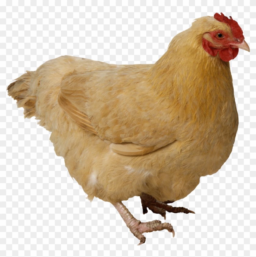 Chicken Png #801749