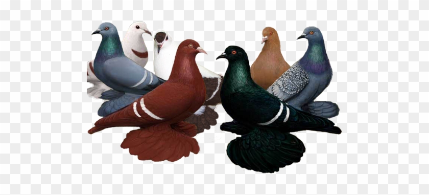 Color Pigeons For Sale #801769