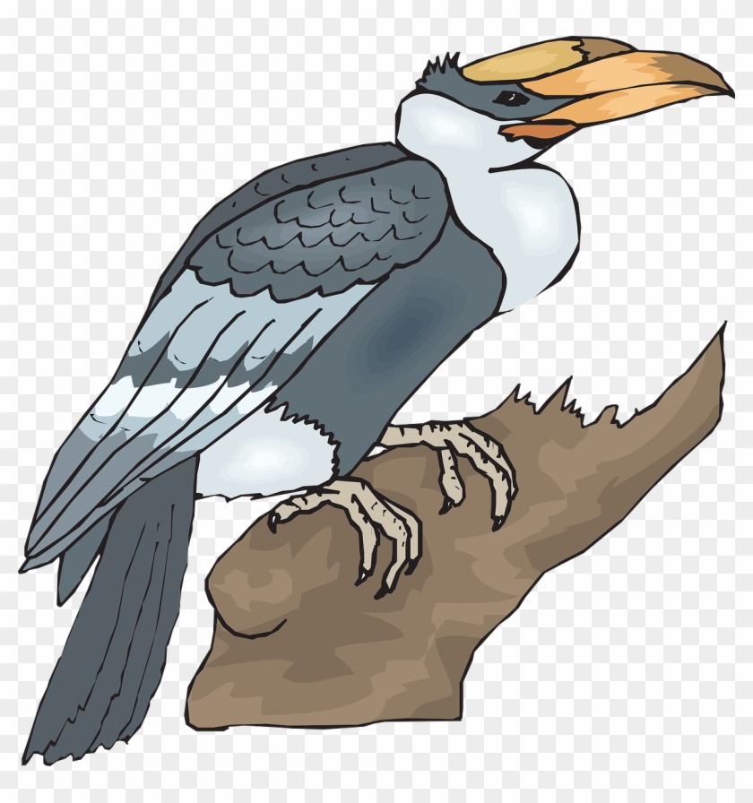Bird, Branch, Wings, Animal, Beak, Feathers - Clip Art Of Horn Bill #801775