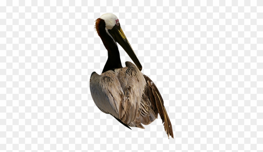 Pelicans - Bird #801780