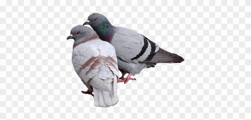 Pigeon Transparent #801795