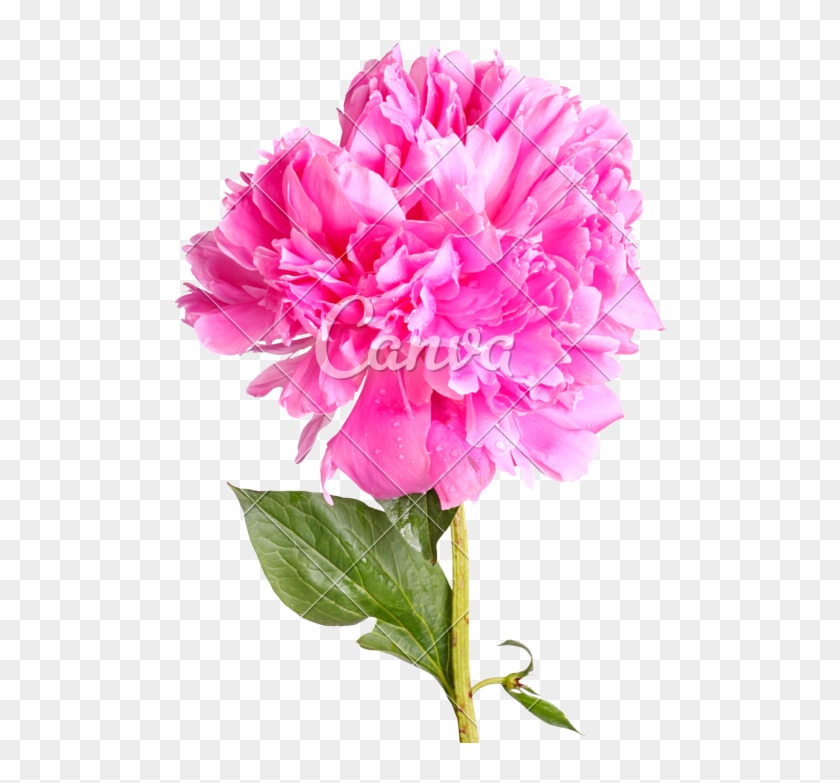 Peony Flowet - Paeoniaceae #801805
