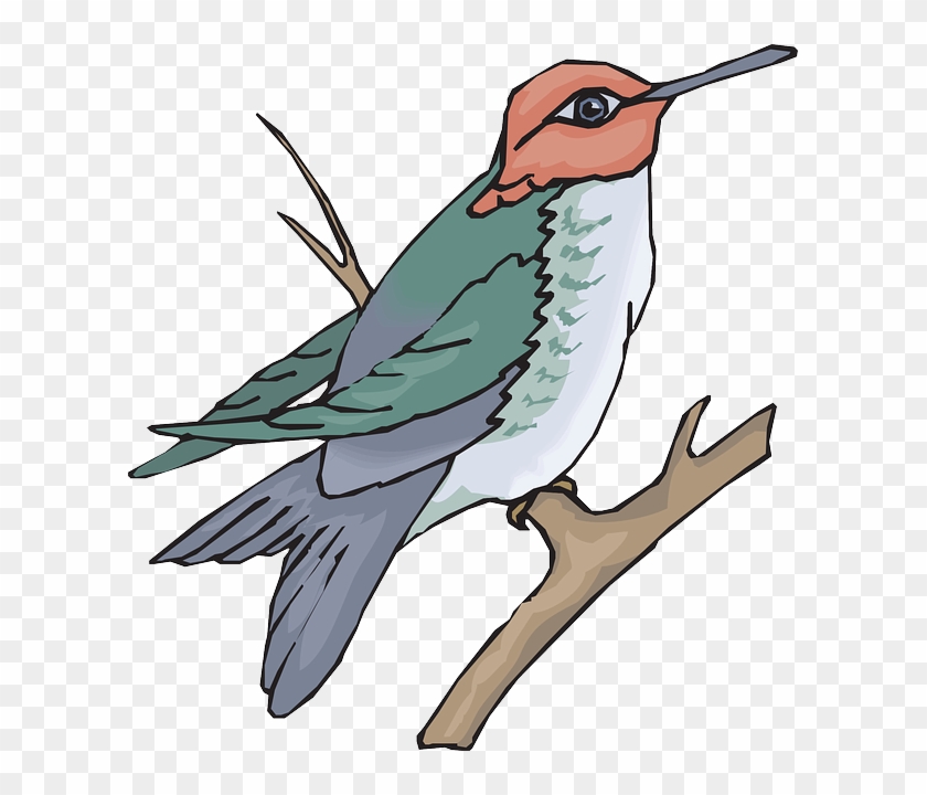 Feathers Bird, Branch, Wings, Hummingbird, Beak, Feathers - Colibri En Una Rama Dibujo #801810