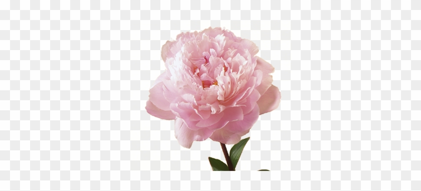 Peony - Pink Peony Transparent #801811