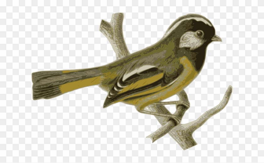 Twig Bird, Feathers, Animal, Grey, Yellow, Sitting, - Thirsty Birds In Summer #801816